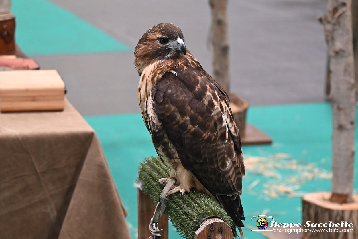 VBS_1879 - Torino Comics 2023.jpg